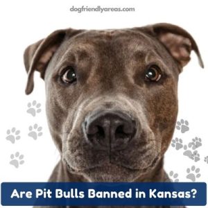 Are Pit Bulls Banned In Kansas? Navigating Laws, Regulations