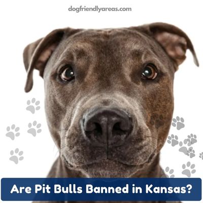 Are Pit Bulls Banned in Kansas