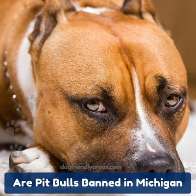 Are Pit Bulls Banned in Michigan