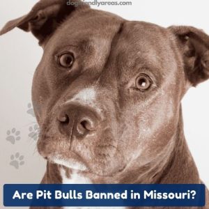 Are Pit Bulls Banned in Missouri