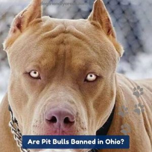 Are Pit Bulls Banned in Ohio