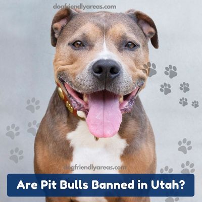 Are Pit Bulls Banned in Utah