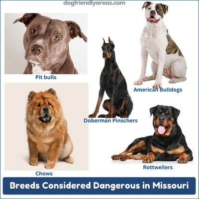 Breeds Considered Dangerous in Missouri