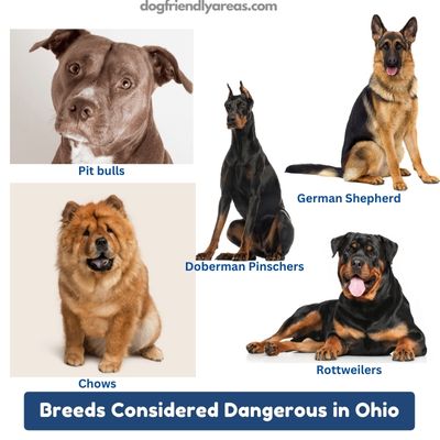 Breeds Considered Dangerous in Ohio