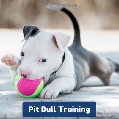 Pit Bull Training in Iowa