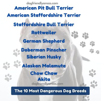 The 10 Most Dangerous Dog Breeds