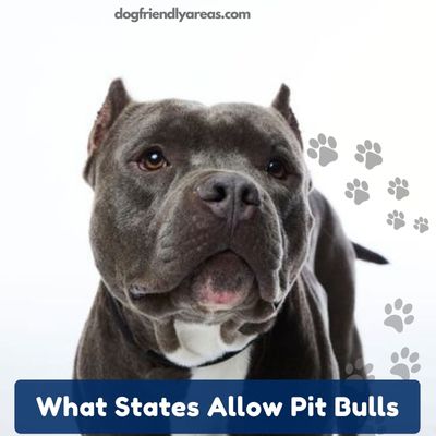 What States Allow Pit Bulls