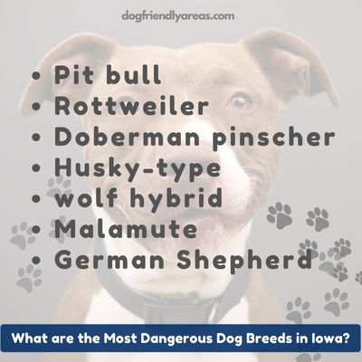 What are the Most Dangerous Dog Breeds in Iowa