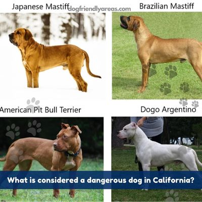 What is considered a dangerous dog in California