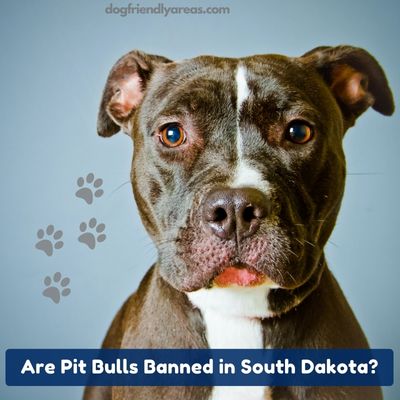 Are Pit Bulls Banned in South Dakota