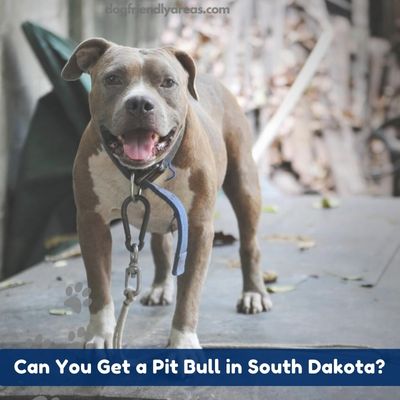 Can You Get a Pit Bull in South Dakota